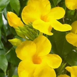 Yellow Mandevilla Live Plant – Tropical Flowering Vine – 3-6 inch Tall – for Trellis & Patio - Image 2