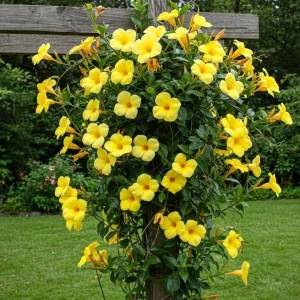 Yellow Mandevilla Live Plant – Tropical Flowering Vine – 3-6 inch Tall – for Trellis & Patio - Image 3