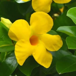Yellow Mandevilla Live Plant – Tropical Flowering Vine – 3-6 inch Tall – for Trellis & Patio - Image 4