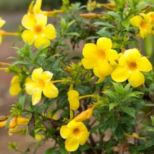 Yellow Mandevilla Live Plant – Tropical Flowering Vine – 3-6 inch Tall – for Trellis & Patio - Image 1