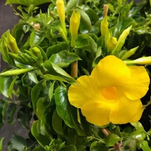 Yellow Mandevilla Live Plant – Tropical Flowering Vine – 3-6 inch Tall – for Trellis & Patio - Image 6