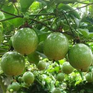 Yellow Passion Fruit Live Plant – 4 inch Pot – Fast-Growing, Edible Vine - Image 1