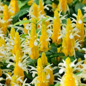 Yellow Shrimp Plant - 4in Tall Tropical Flowering Live Plant for Patio - Image 2