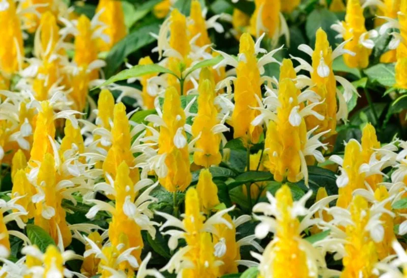 Yellow Shrimp Plant - 4in Tall Tropical Flowering Live Plant for Patio - Image 2