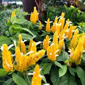 Yellow Shrimp Plant - 4in Tall Tropical Flowering Live Plant for Patio - Image 1