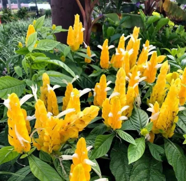 Yellow Shrimp Plant - 4in Tall Tropical Flowering Live Plant for Patio - Image 1