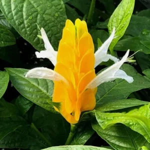 Yellow Shrimp Plant - 4in Tall Tropical Flowering Live Plant for Patio - Image 3