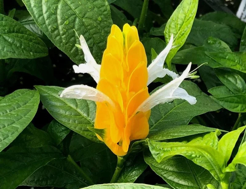Yellow Shrimp Plant - 4in Tall Tropical Flowering Live Plant for Patio - Image 3