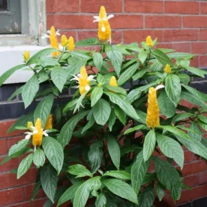 Yellow Shrimp Plant - 4in Tall Tropical Flowering Live Plant for Patio - Image 4