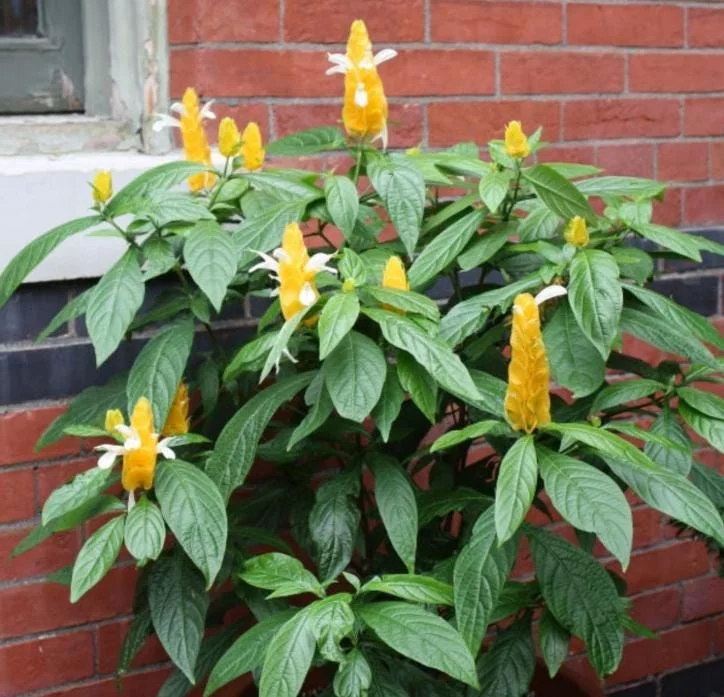 Yellow Shrimp Plant - 4in Tall Tropical Flowering Live Plant for Patio - Image 4