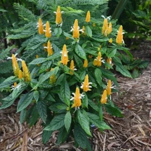 Yellow Shrimp Plant - 4in Tall Tropical Flowering Live Plant for Patio - Image 5