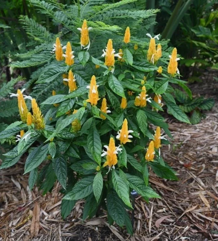 Yellow Shrimp Plant - 4in Tall Tropical Flowering Live Plant for Patio - Image 5