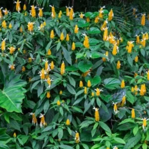 Yellow Shrimp Plant - 4in Tall Tropical Flowering Live Plant for Patio - Image 6
