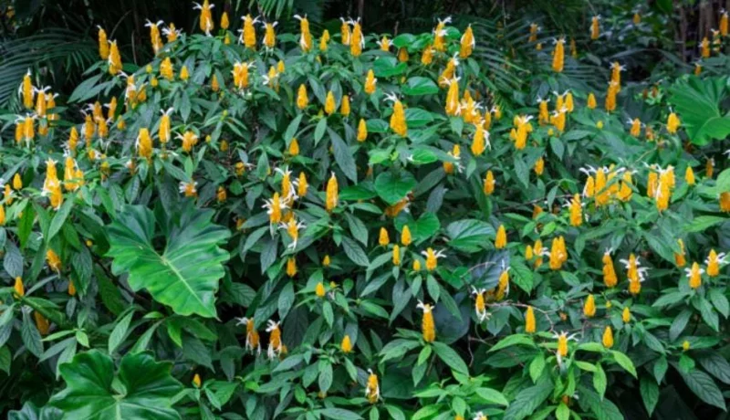 Yellow Shrimp Plant - 4in Tall Tropical Flowering Live Plant for Patio - Image 6
