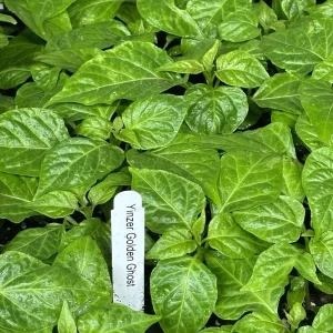 Yinzer Golden Ghost Pepper Live Plants - 3 Pack Super Hot Chili, 4-8 inches Tall, Outdoor - Image 2