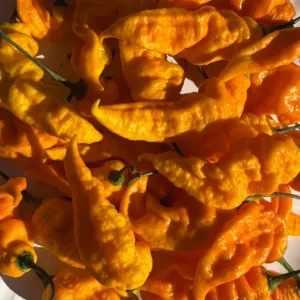 Yinzer Golden Ghost Pepper Live Plants - 3 Pack Super Hot Chili, 4-8 inches Tall, Outdoor - Image 1