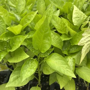 Yolo Wonder Bell Pepper Live Plants - Set of 3 Sweet Pepper Plants for Garden - Image 2