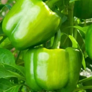 Yolo Wonder Bell Pepper Live Plants - Set of 3 Sweet Pepper Plants for Garden - Image 1