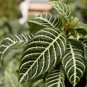 Zebra Plant Live Plant – Aphelandra Squarrosa – Indoor Plant – 4 inch Pot - Image 2