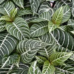 Zebra Plant Live Plant – Aphelandra Squarrosa – Indoor Plant – 4 inch Pot - Image 3