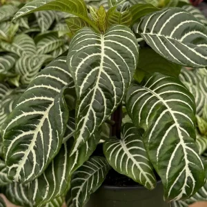 Zebra Plant Live Plant – Aphelandra Squarrosa – Indoor Plant – 4 inch Pot - Image 4