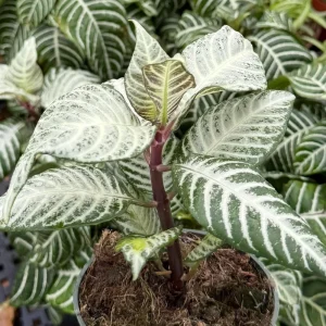 Zebra Plant Live Plant – Aphelandra Squarrosa – Indoor Plant – 4 inch Pot - Image 5