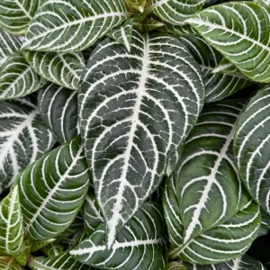 Zebra Plant Live Plant – Aphelandra Squarrosa – Indoor Plant – 4 inch Pot - Image 1