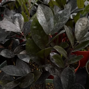 ZZ Plant Black Raven Live Plant - Zamioculcas Zamiifolia - 4 inch & 6 inch Pot - Indoor Houseplant - Image 3