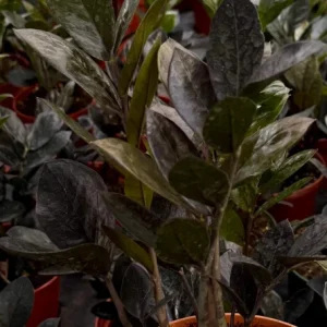 ZZ Plant Black Raven Live Plant - Zamioculcas Zamiifolia - 4 inch & 6 inch Pot - Indoor Houseplant - Image 4