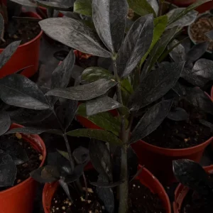 ZZ Plant Black Raven Live Plant - Zamioculcas Zamiifolia - 4 inch & 6 inch Pot - Indoor Houseplant - Image 1