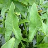 1 Edible Broadleaf Arrowhead Live Aquatic Plant - Sagittaria Latifolia - Image 1