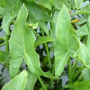 1 Edible Broadleaf Arrowhead Live Aquatic Plant - Sagittaria Latifolia - Image 1