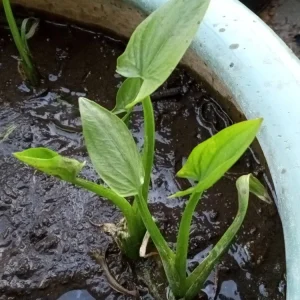 1 Edible Broadleaf Arrowhead Live Aquatic Plant - Sagittaria Latifolia - Image 10