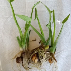 1 Edible Broadleaf Arrowhead Live Aquatic Plant - Sagittaria Latifolia - Image 2