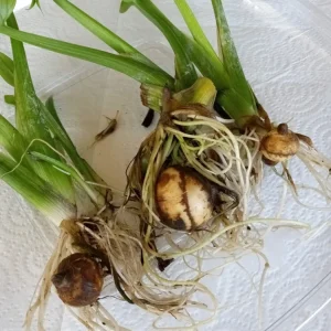 1 Edible Broadleaf Arrowhead Live Aquatic Plant - Sagittaria Latifolia - Image 3