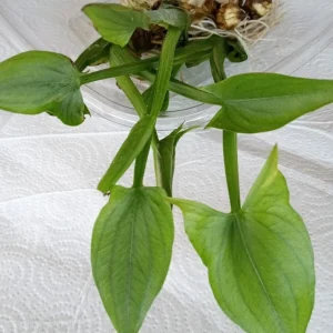 1 Edible Broadleaf Arrowhead Live Aquatic Plant - Sagittaria Latifolia - Image 4