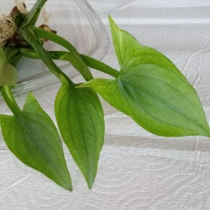 1 Edible Broadleaf Arrowhead Live Aquatic Plant - Sagittaria Latifolia - Image 5
