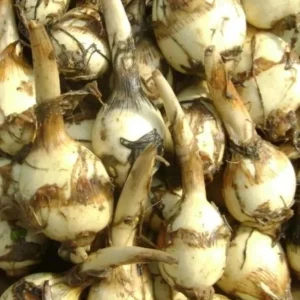 1 Edible Broadleaf Arrowhead Live Aquatic Plant - Sagittaria Latifolia - Image 8
