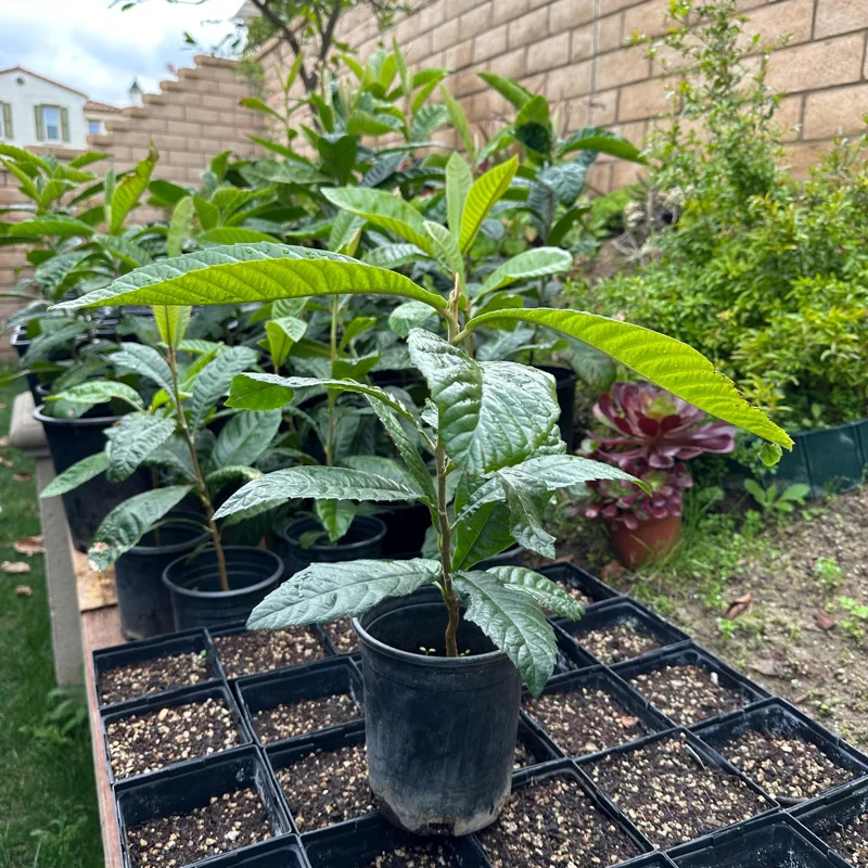 1 Gallon Five-Star Loquat Tree Live Plant – Rooted Edible Fruit Tree – Outdoor - Image 2