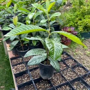 1 Gallon Five-Star Loquat Tree Live Plant – Rooted Edible Fruit Tree – Outdoor - Image 3