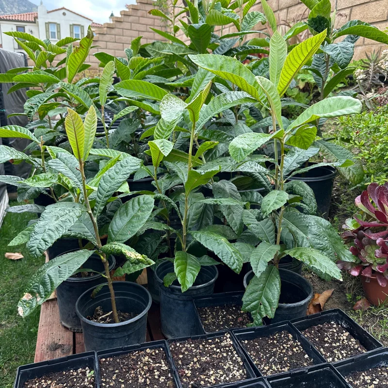 1 Gallon Five-Star Loquat Tree Live Plant – Rooted Edible Fruit Tree – Outdoor - Image 4