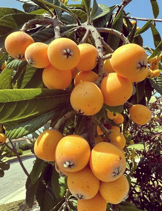 1 Gallon Five-Star Loquat Tree Live Plant – Rooted Edible Fruit Tree – Outdoor - Image 6