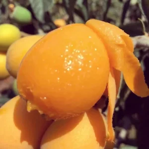 1 Gallon Five-Star Loquat Tree Live Plant – Rooted Edible Fruit Tree – Outdoor - Image 7