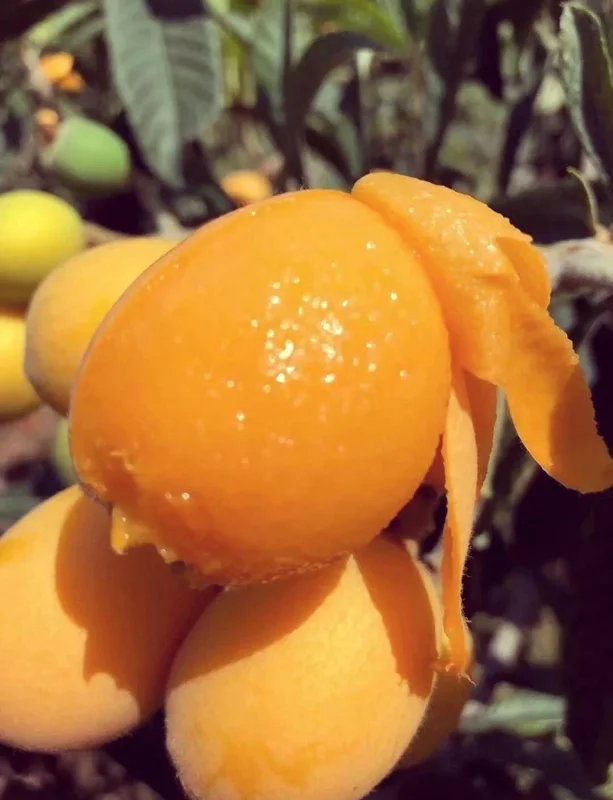 1 Gallon Five-Star Loquat Tree Live Plant – Rooted Edible Fruit Tree – Outdoor - Image 7