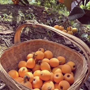 1 Gallon Five-Star Loquat Tree Live Plant – Rooted Edible Fruit Tree – Outdoor - Image 8