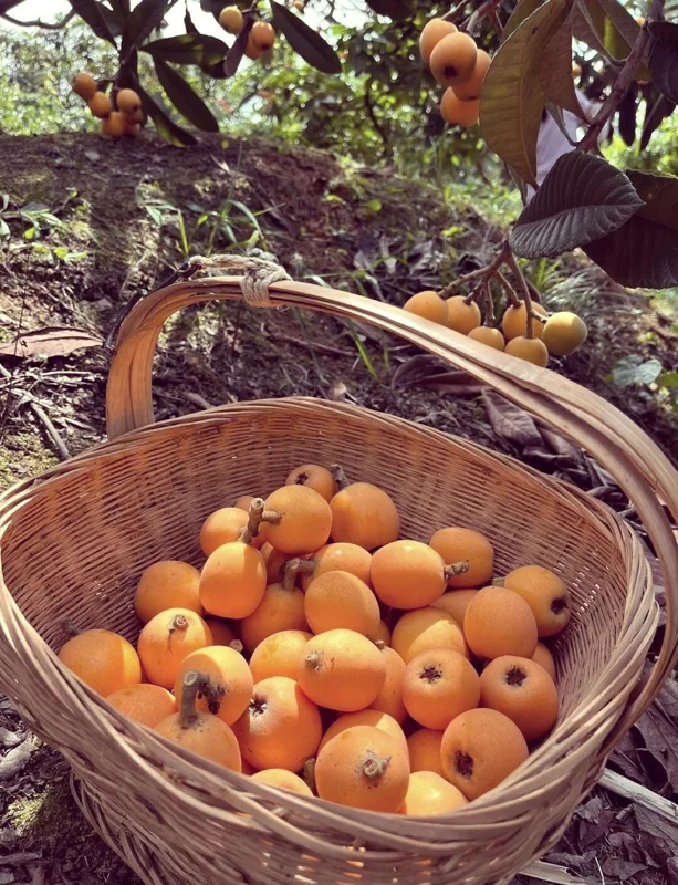 1 Gallon Five-Star Loquat Tree Live Plant – Rooted Edible Fruit Tree – Outdoor - Image 8