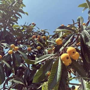 1 Gallon Five-Star Loquat Tree Live Plant – Rooted Edible Fruit Tree – Outdoor - Image 9