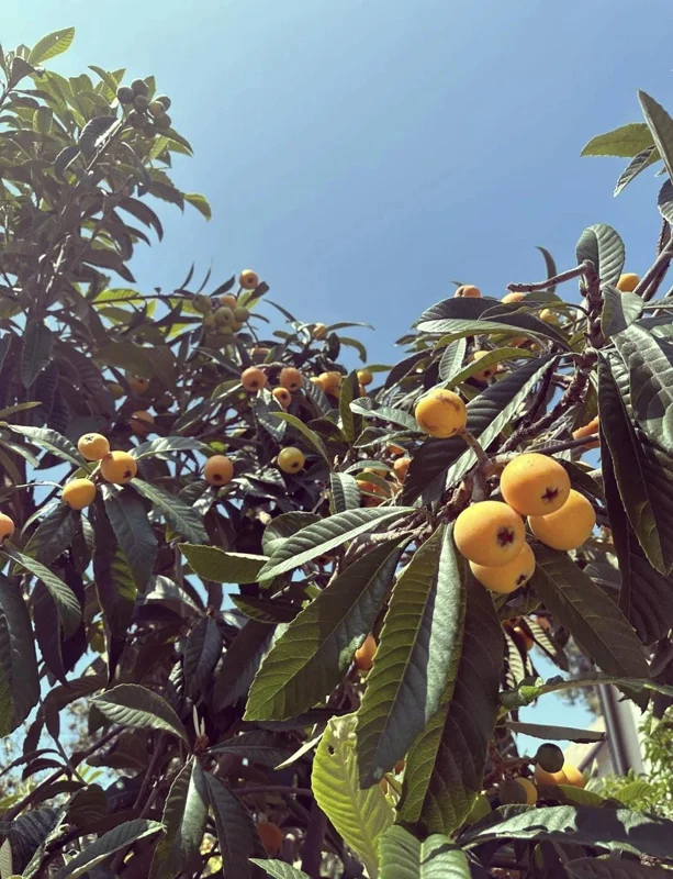 1 Gallon Five-Star Loquat Tree Live Plant – Rooted Edible Fruit Tree – Outdoor - Image 9