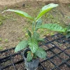 1 Gallon Five-Star Loquat Tree Live Plant – Rooted Edible Fruit Tree – Outdoor - Image 1