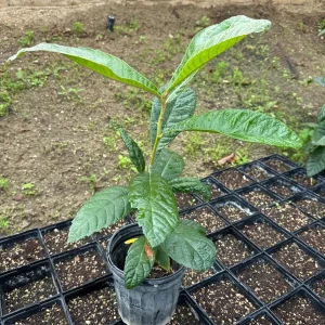 1 Gallon Five-Star Loquat Tree Live Plant – Rooted Edible Fruit Tree – Outdoor - Image 1